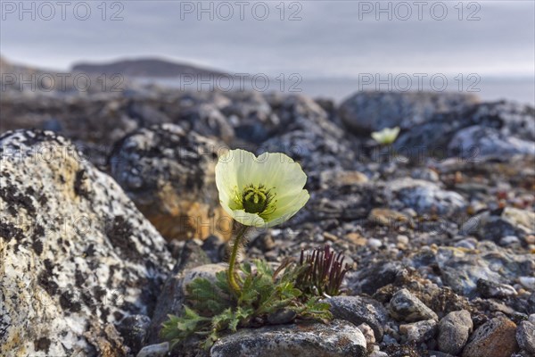 Svalbard poppy