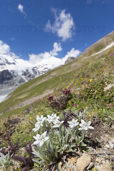 Edelweiss