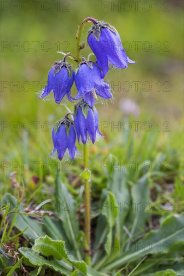 Bearded bellflower