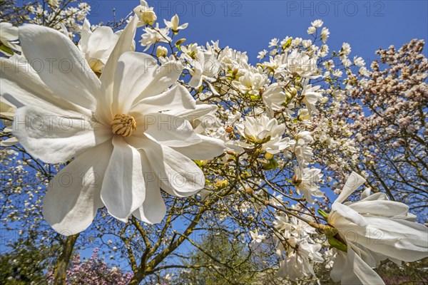 Close-up of flowering Magnolia stellata Two Stones