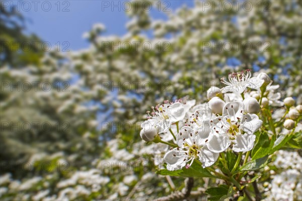 Blossoming common hawthorn