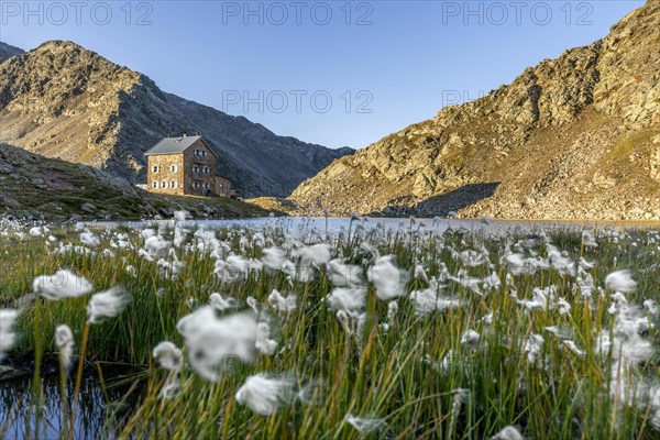 Cottongrass