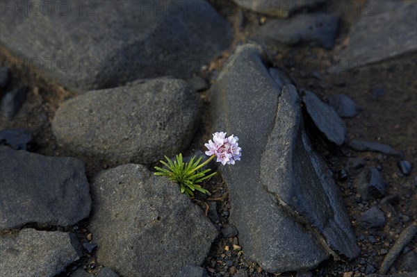 Sea thrift