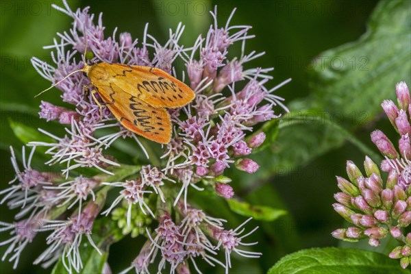 Rosy footman