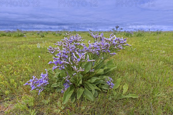 Common sea-lavender