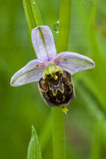 Late spider orchid