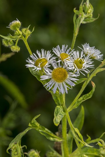 Annual fleabane