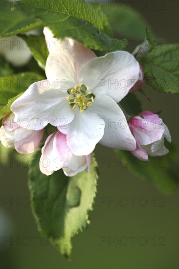 Apple tree