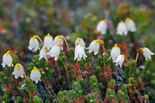 Clubmoss mountain heather