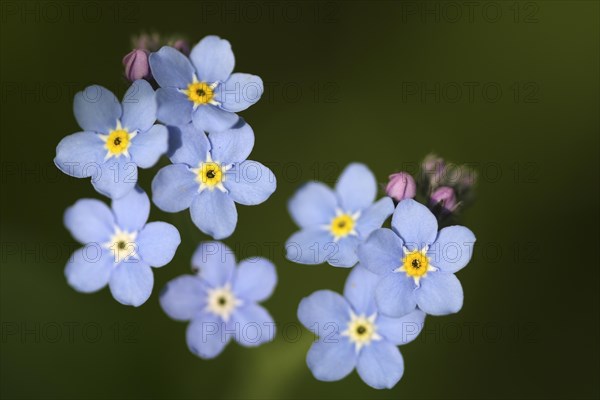 Flowers of Water forget-me-not