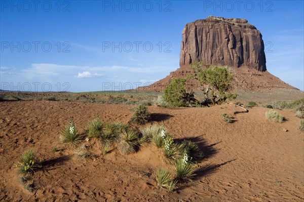 Soapweed yucca