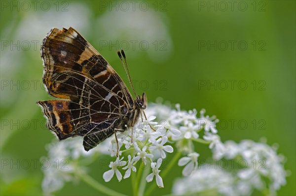 Map butterfly