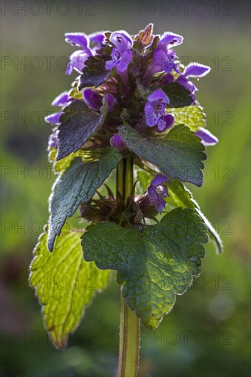 Red deadnettle