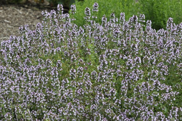 Wild thyme