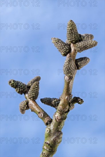 Female catkins of the Persian walnut