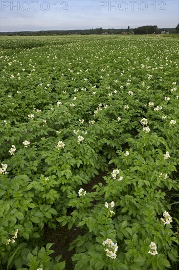 Potato field flowering in summer