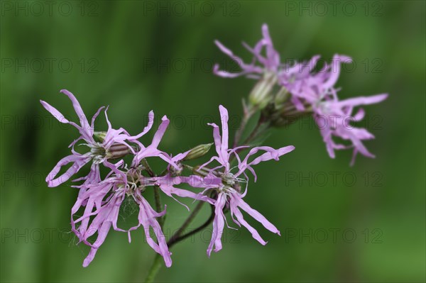 Ragged Robin