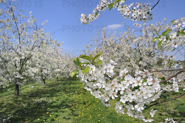 Half-standard apple tree