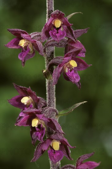 Dark Red Helleborine