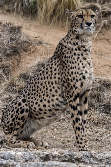 Cheetah