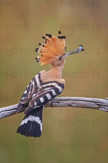 Hoopoe