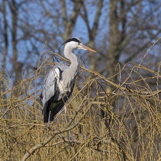 Grey heron