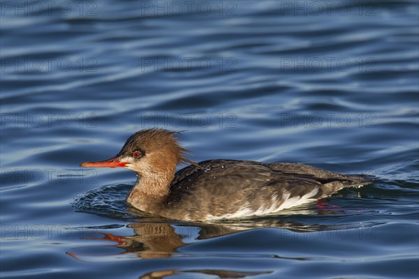 Red-breasted merganser