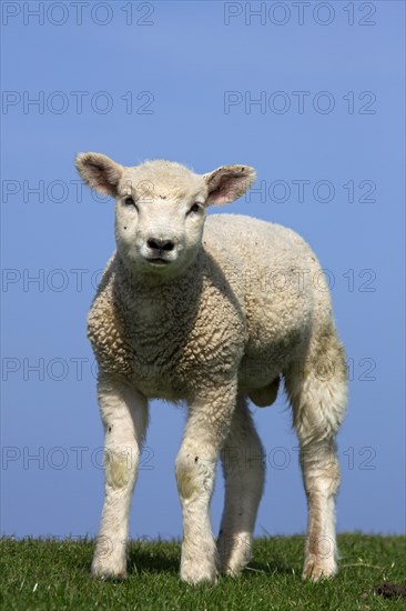 Domestic sheep