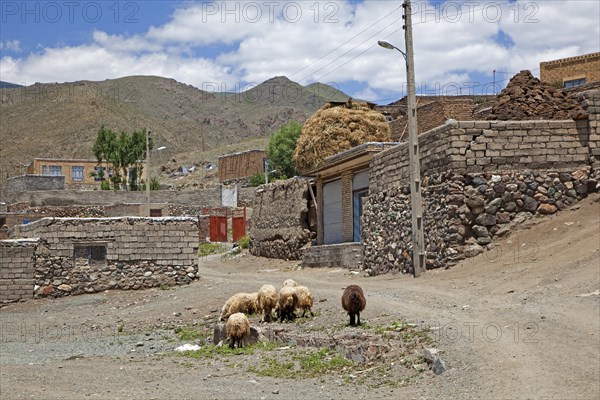 Flock of sheep in street of the dusty