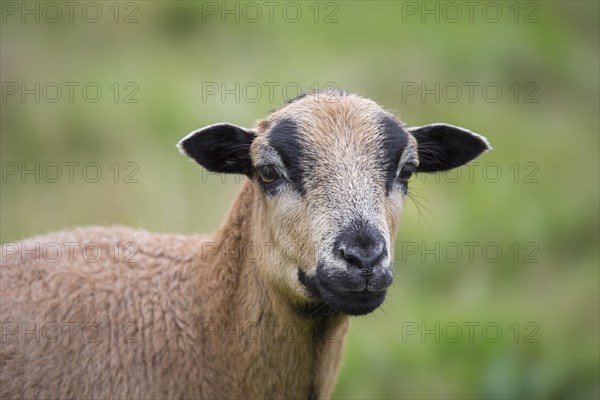 Cameroon sheep ewe