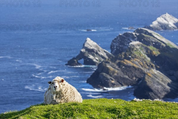 White sheep resting on sea clifftop at Hermaness National Nature Reserve