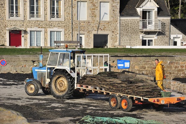 Tractor on beach returning with cartload full of cultivated oysters