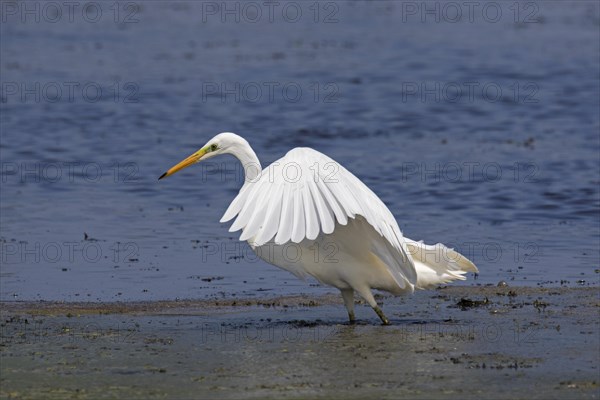Great egret