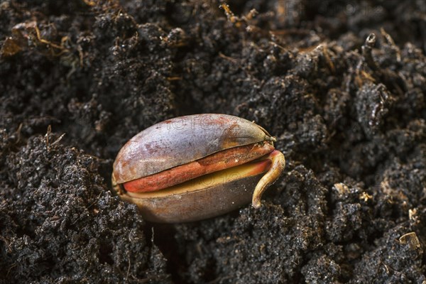 Acorn of English oak