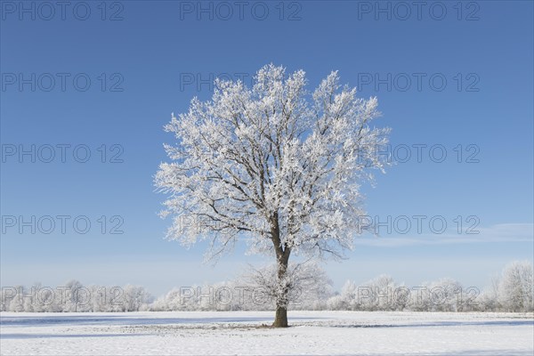 Common oak