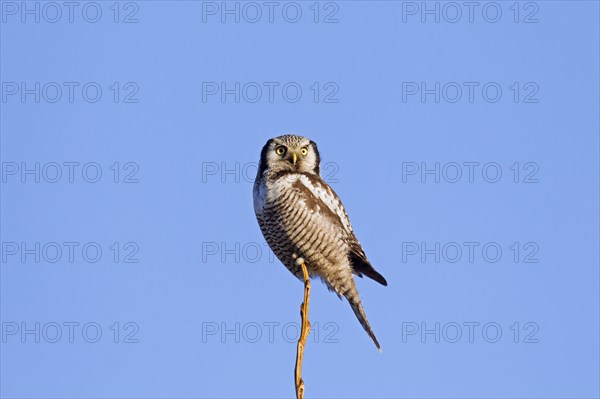 Northern hawk-owl