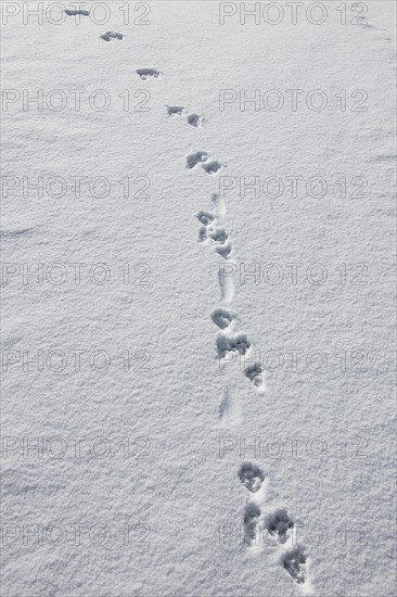 European river otter