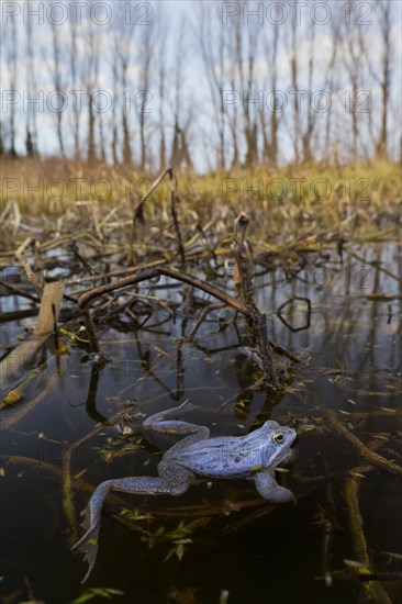 Moor Frog