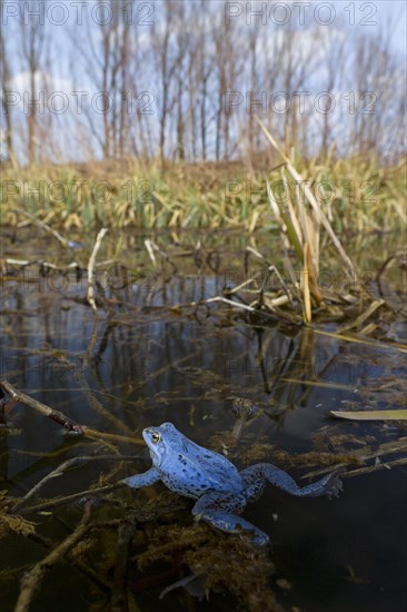 Moor Frog