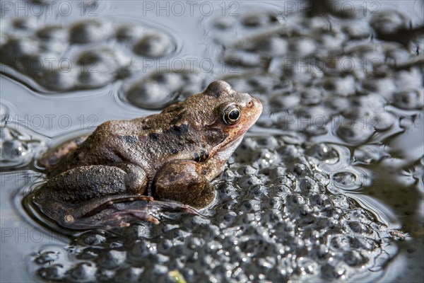 European common frog