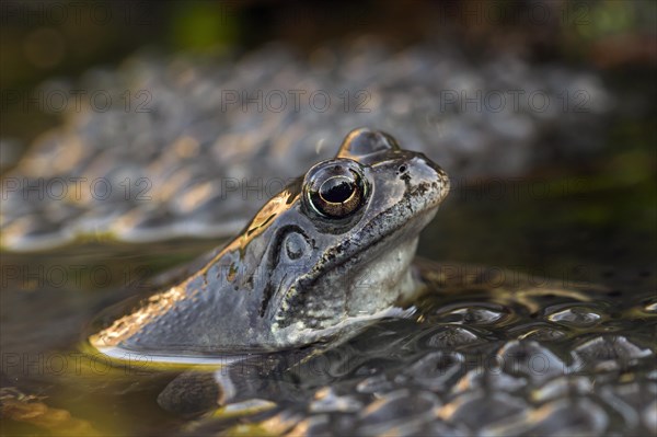 European common frog