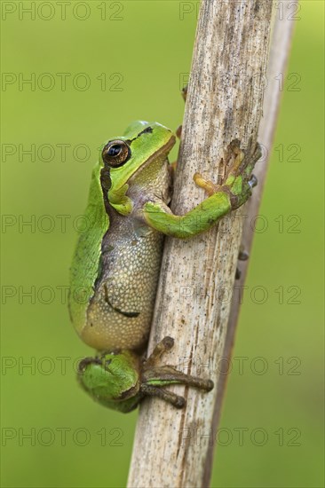 European tree frog