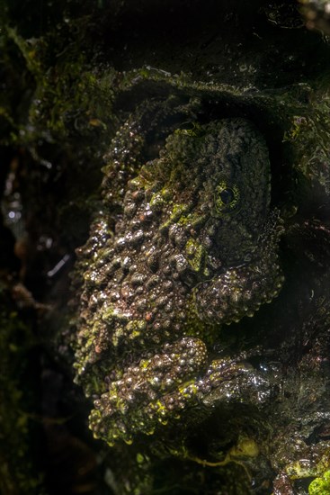 Mossy frog