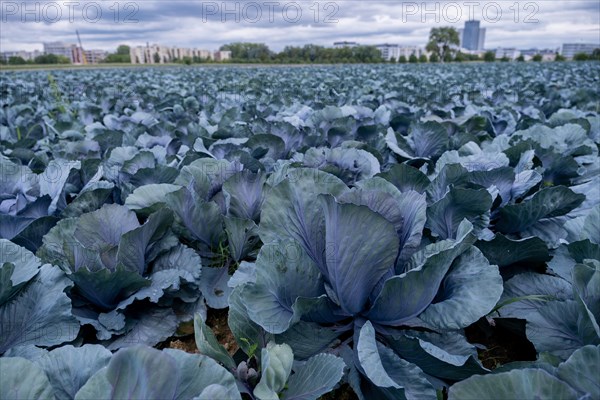 Filder-Rotkohl. Red Cabbage on the field in a suburbian of Stuttgart Baden-Wuerttemberg