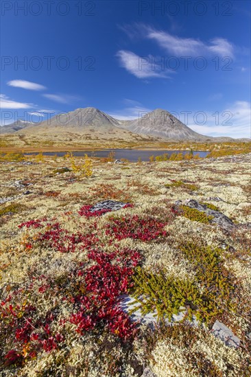 Alpine bearberry and reindeer lichen on the tundra in autumn and the Stygghoin mountain range at Doraldalen