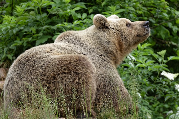 Brown bear in the bear sanctuary of Keterevo