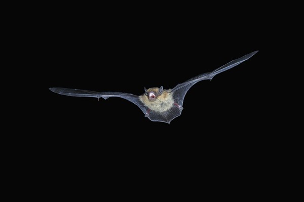 Common pipistrelle