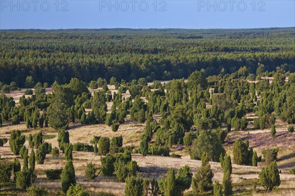 Lueneburg Heath