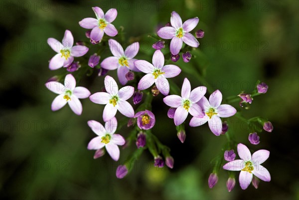 Common centaury