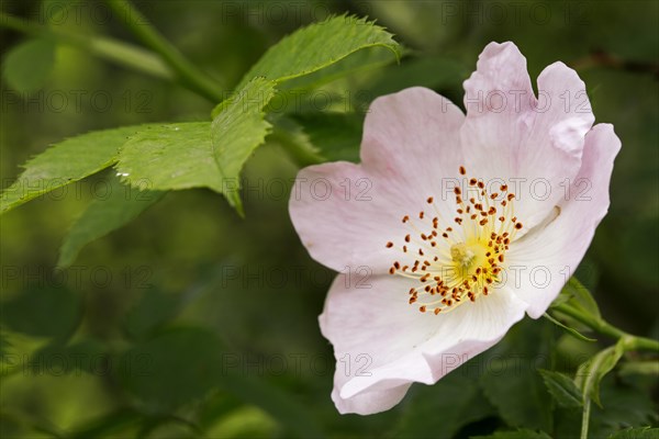 Sweet briar